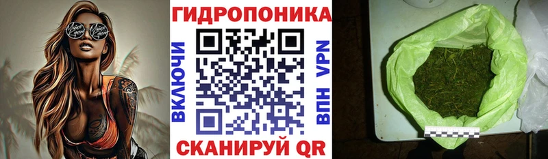 Каннабис OG Kush  Кедровый 